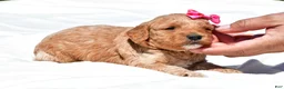 Mini Goldendoodle dogs for sale: Natalie - Ad 8