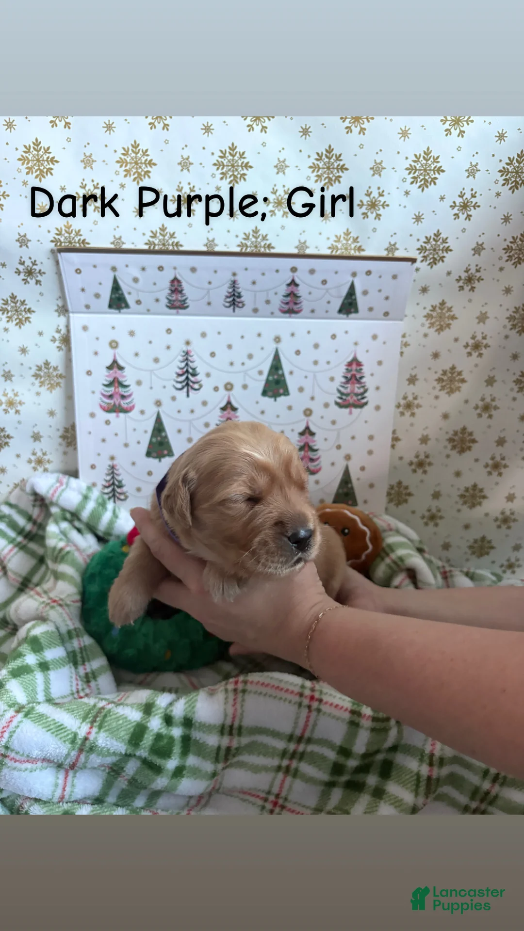 Golden Retriever dogs for sale: Golden Retriever 4 - Ad 1