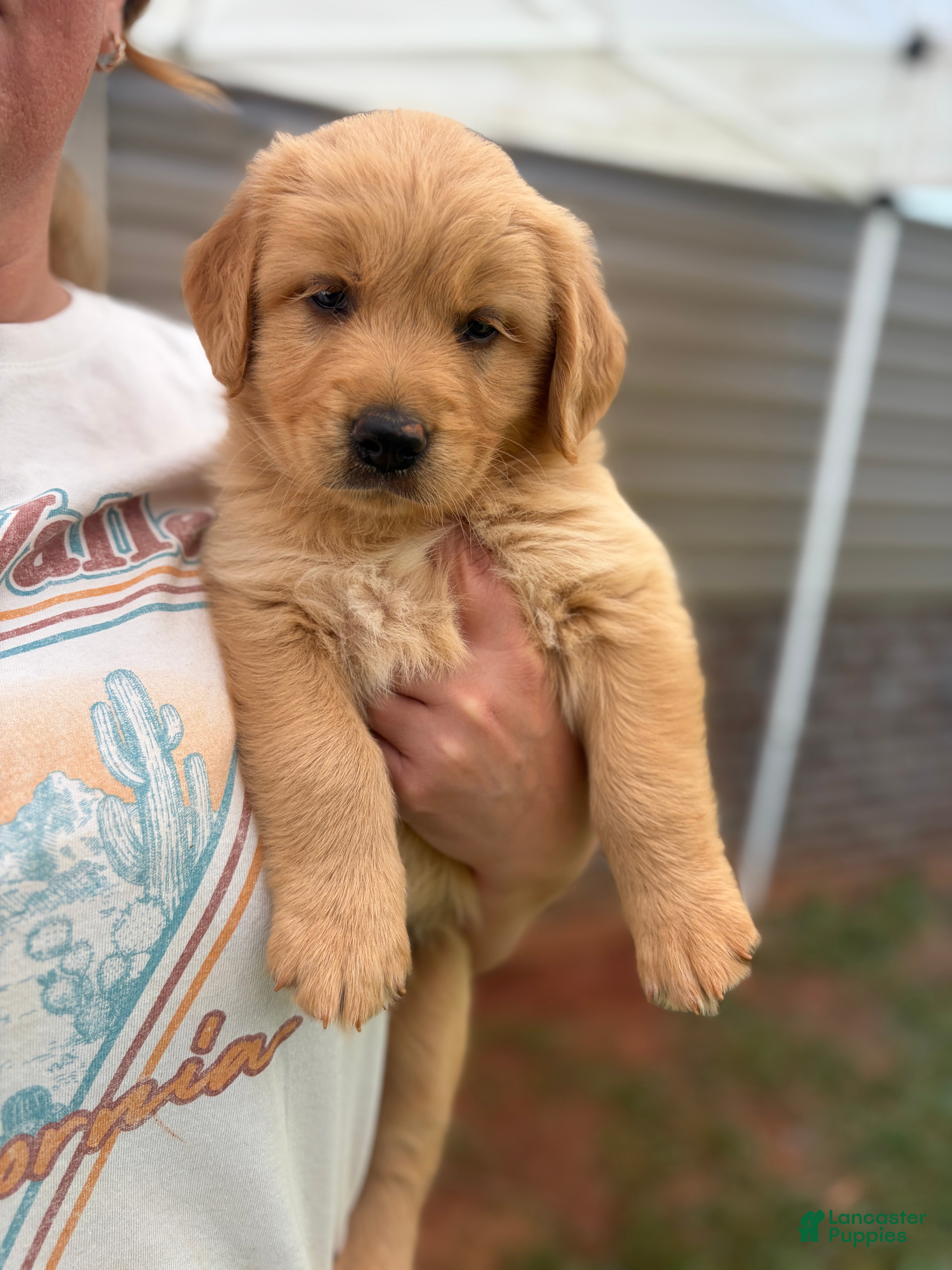 Mixed Breed dogs Maisy - Ad 16