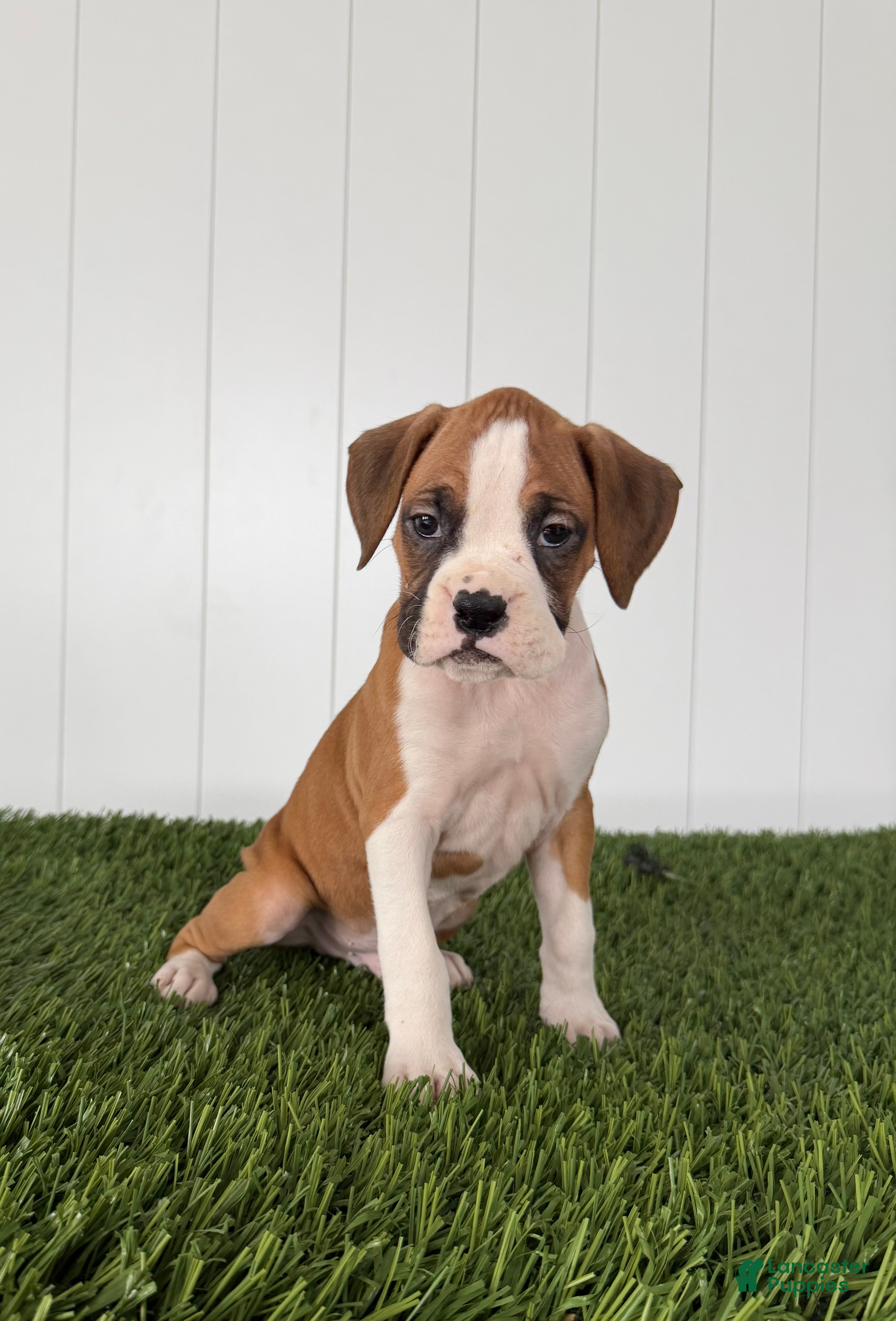 Boxer dogs Pax - Ad 1