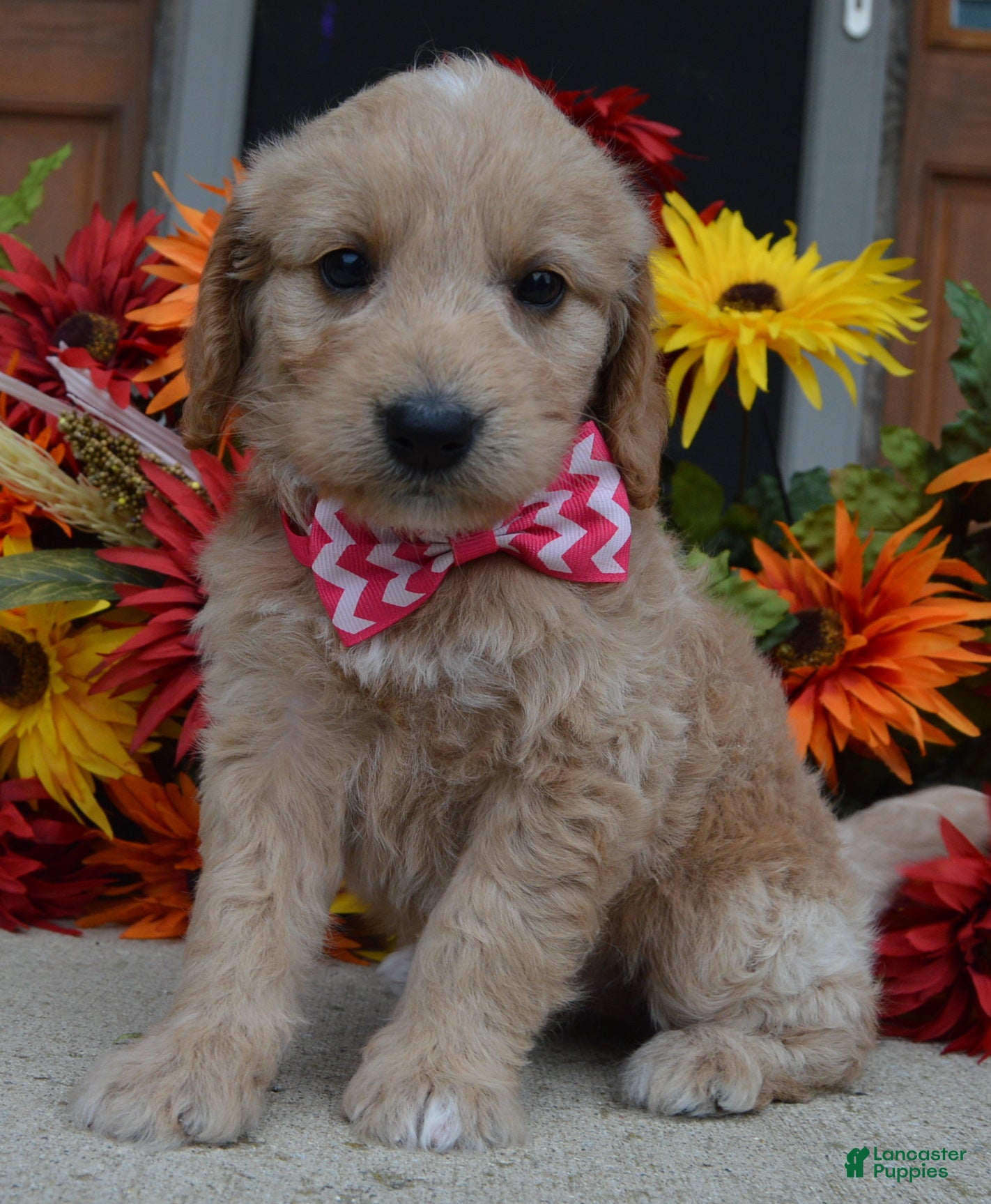 Mini Goldendoodle dogs Mini Gracie - Ad 1