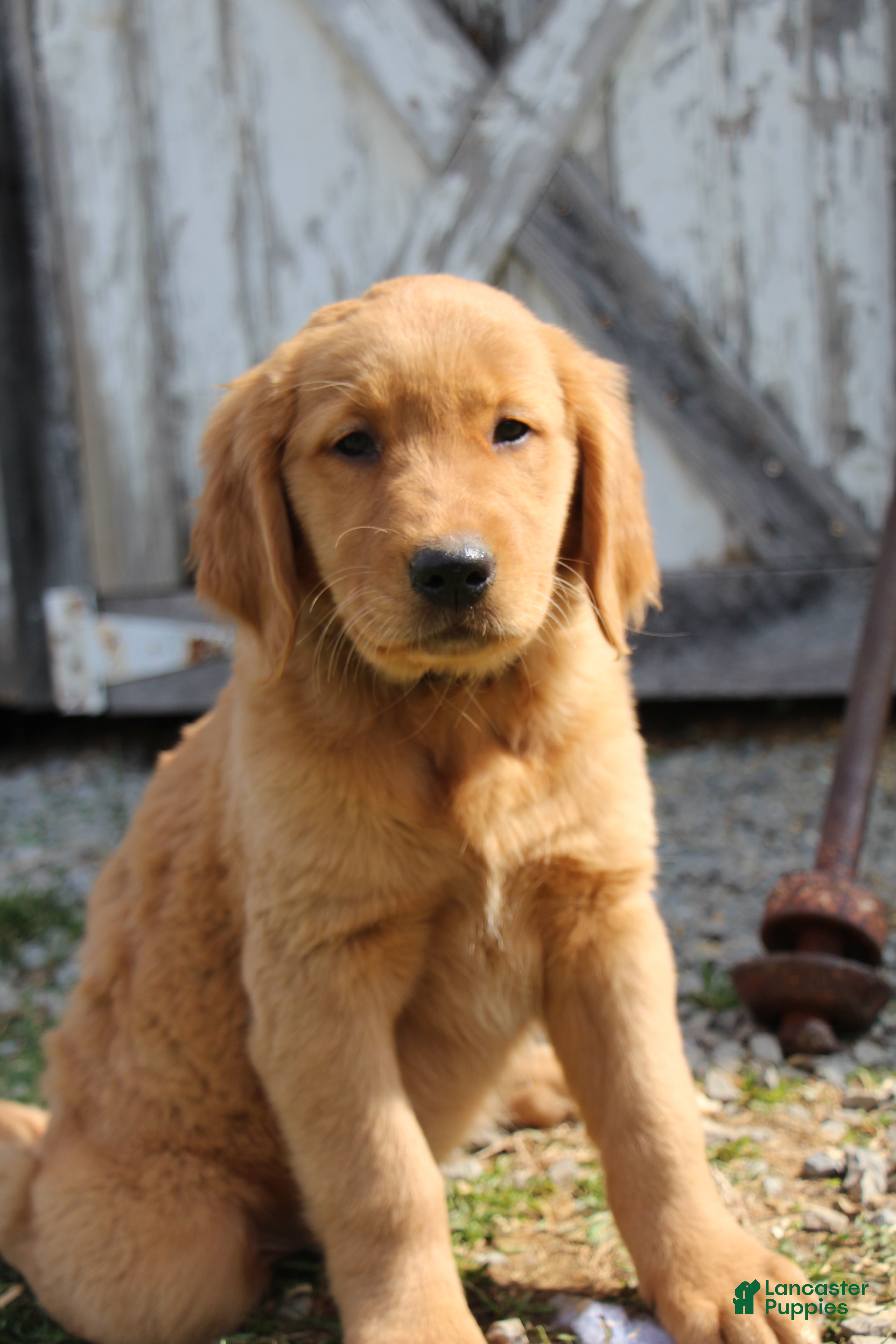 Golden Retriever dogs Raven - Ad 2