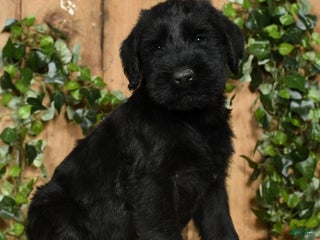 Giant Schnauzer dogs - Ad 1