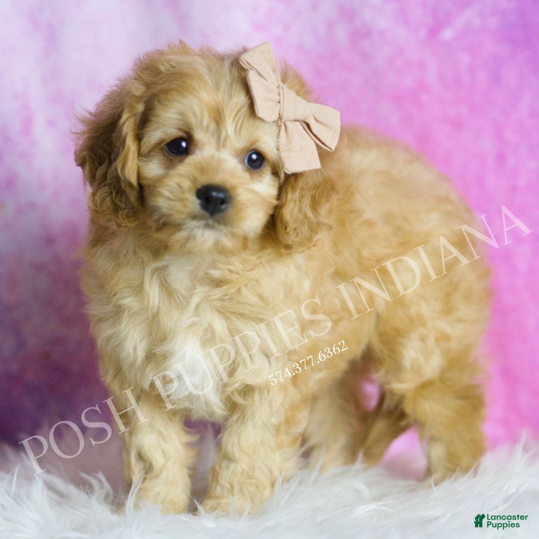 Cavapoo dogs for sale: Charlie - Ad 3
