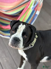 Nova (Reyna's Grand Super Nova