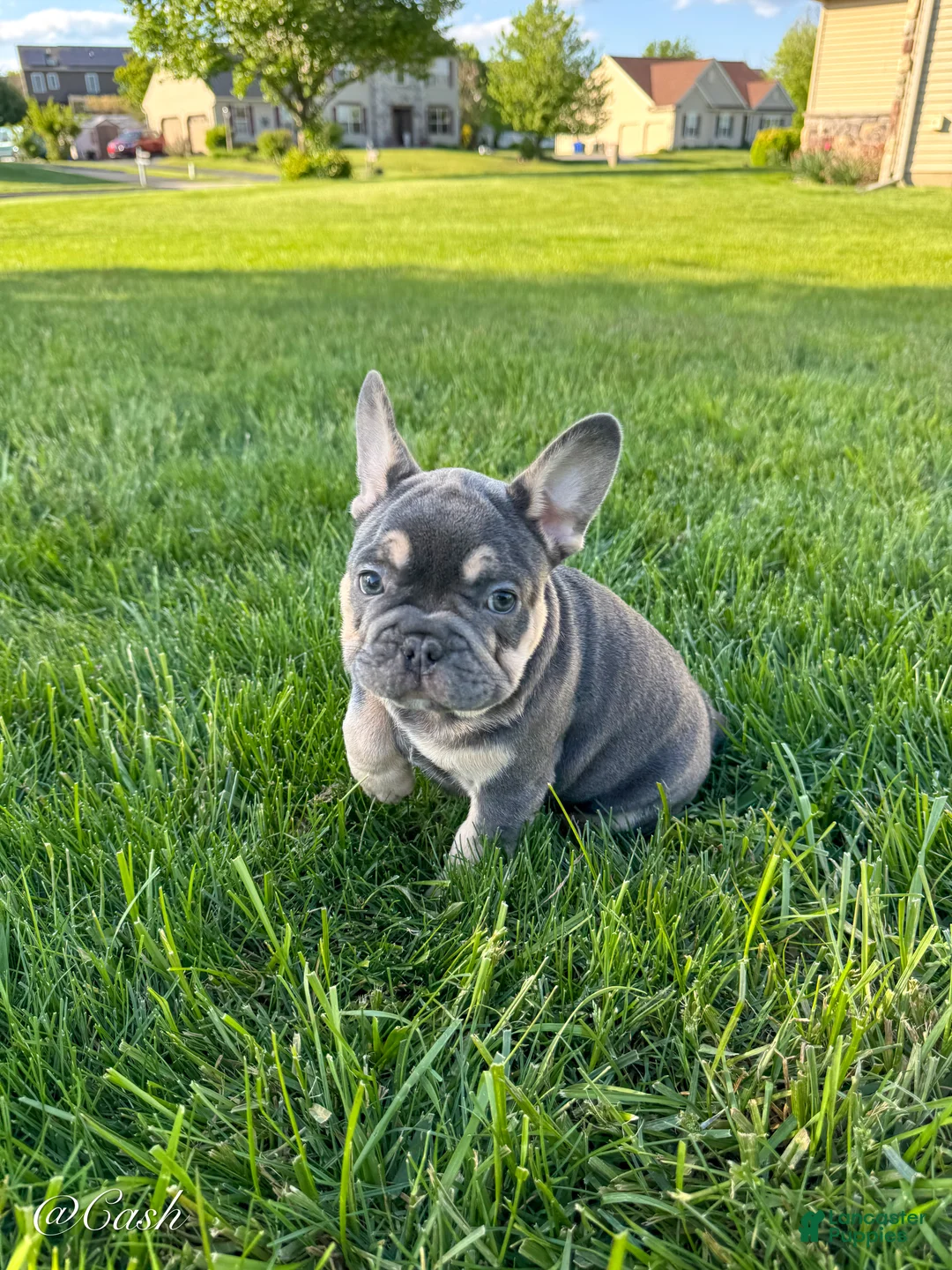French Bulldog dogs for sale: Tales - Ad 1