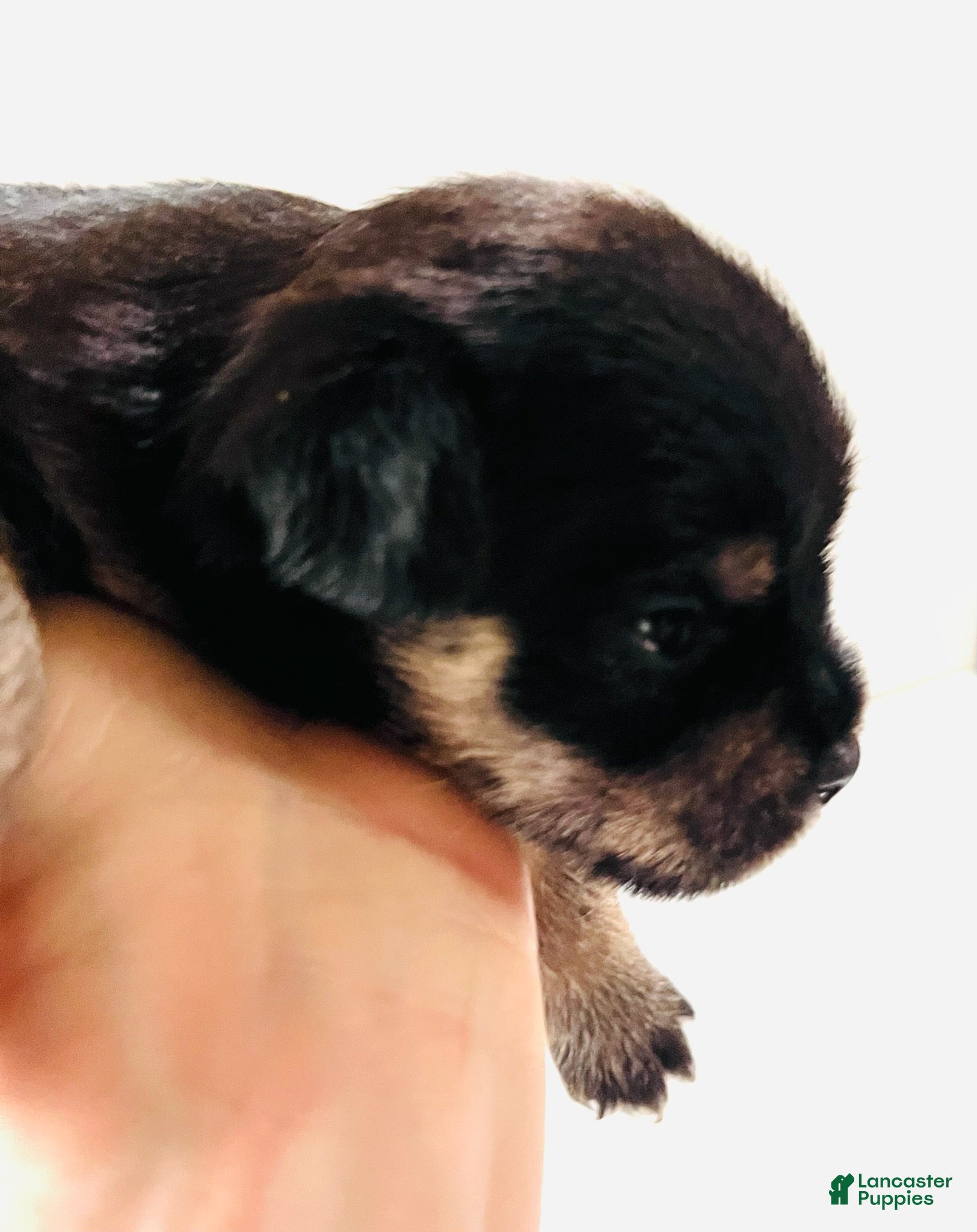 Mixed Breed dogs Solstice - Ad 23