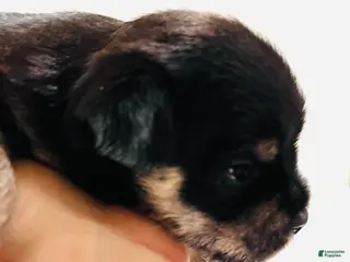 Mixed Breed dogs Solstice - Ad 23