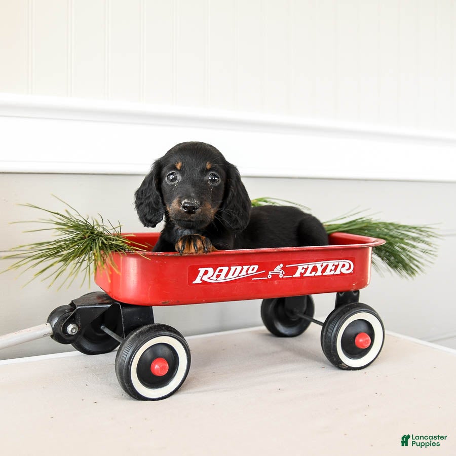 Dachshund dogs Jingle  - Ad 22