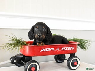 Dachshund dogs Jingle - Ad 3