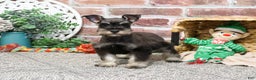 Miniature Schnauzer dogs for sale: Esperanza  - Ad 4