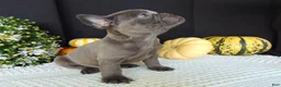French Bulldog dogs for sale: Manny - Ad 7