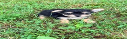 Morkie dogs for sale: Bolt - Ad 6