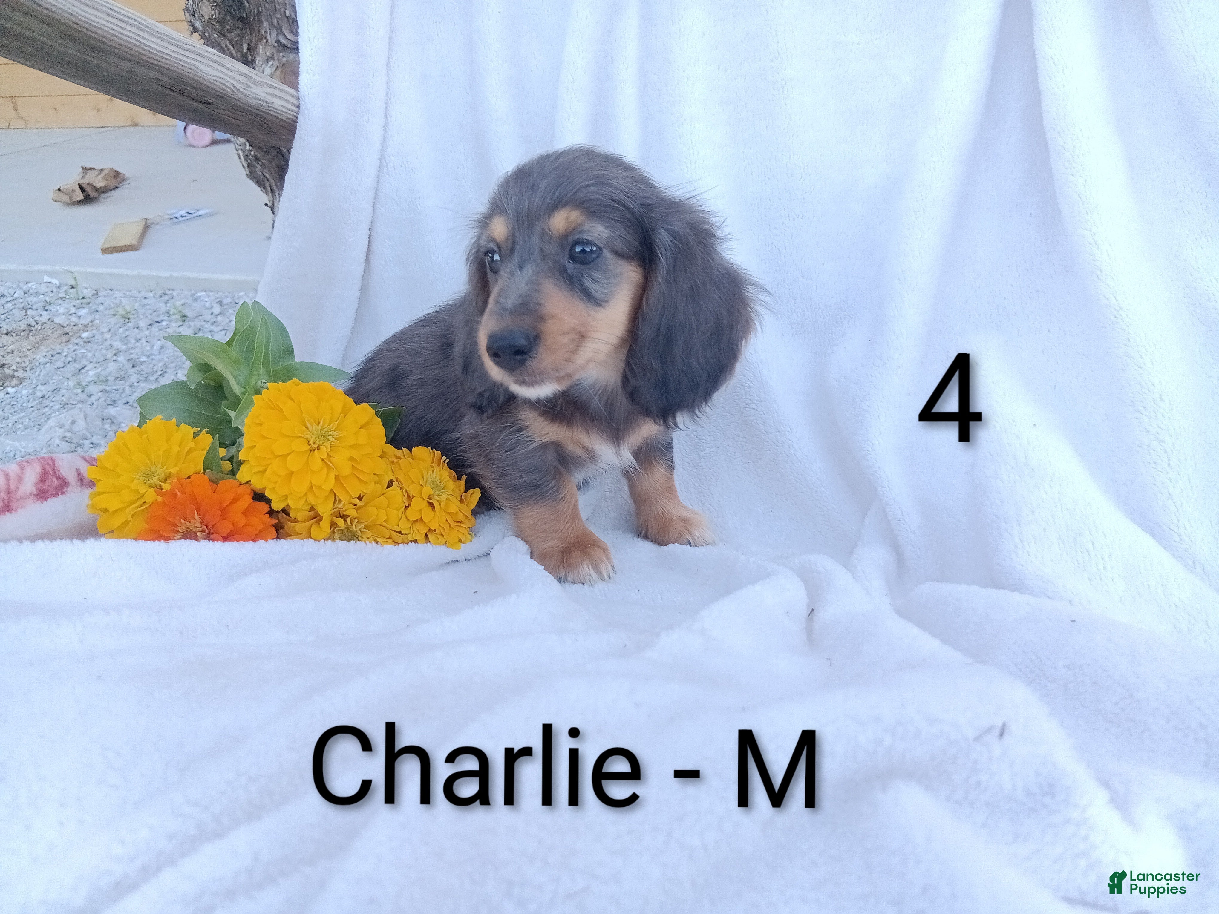 Miniature Dachshund dogs Charlie - Ad 1