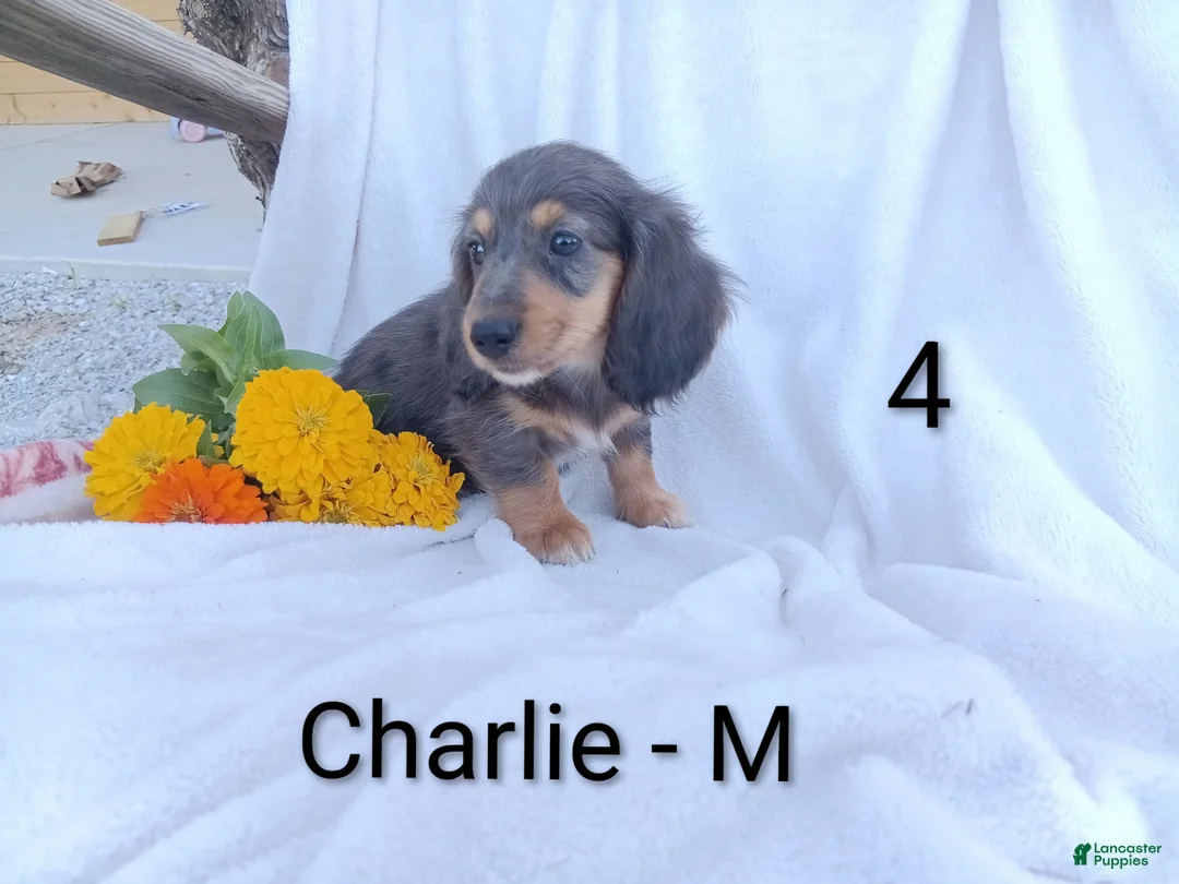Miniature Dachshund dogs for sale: Charlie - Ad 1