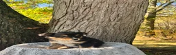 Miniature Australian Shepherd dogs for sale: Rocky - Ad 3