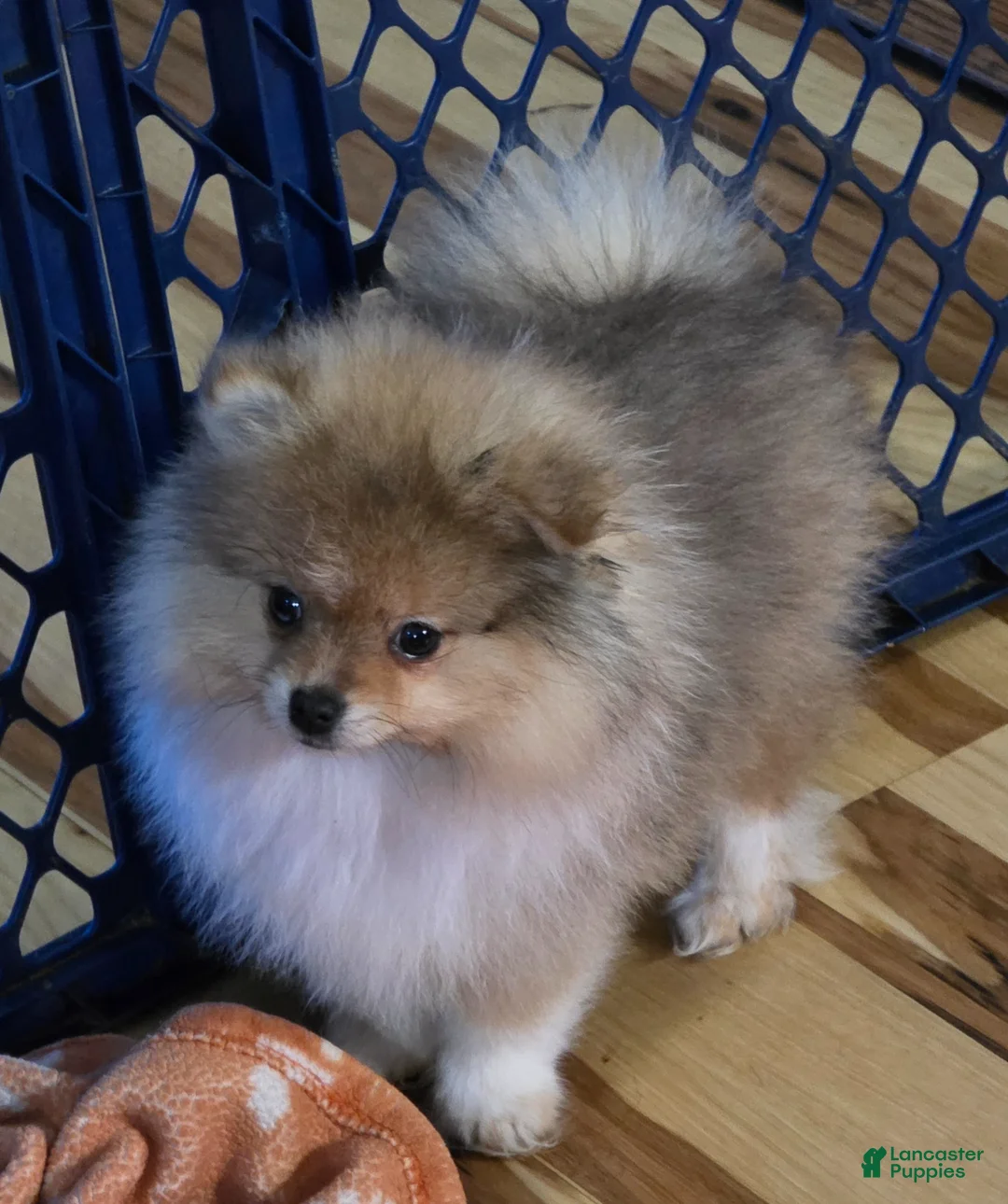 Pomeranian dogs for sale: Pomeranian Puppy 1 - Ad 1