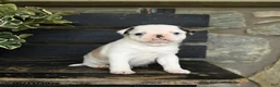 Pug dogs for sale: Fufu - Ad 3