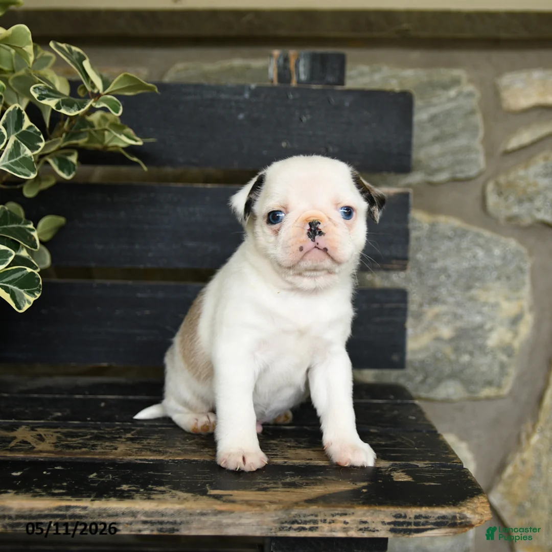 Pug dogs for sale: Fufu - Ad 3