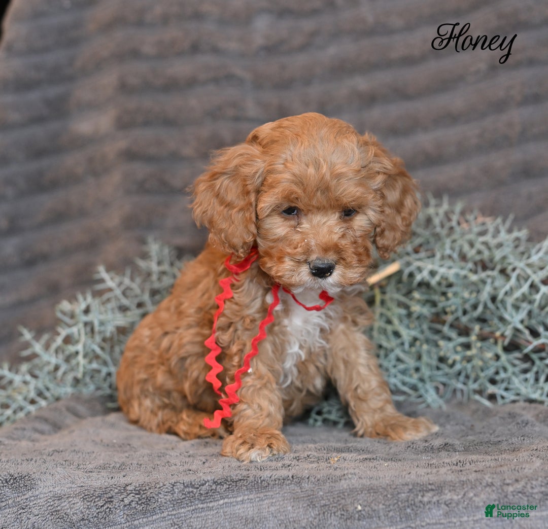 Cockapoo dogs for sale: Honey  - Ad 2