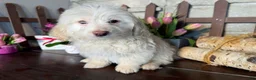 Labradoodle dogs for sale: Kyle (Boy) - Ad 8
