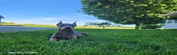 Doberman Pinscher dogs for sale: Gracie - Ad 5