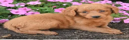 Mini Goldendoodle dogs for sale: Parker - Ad 4