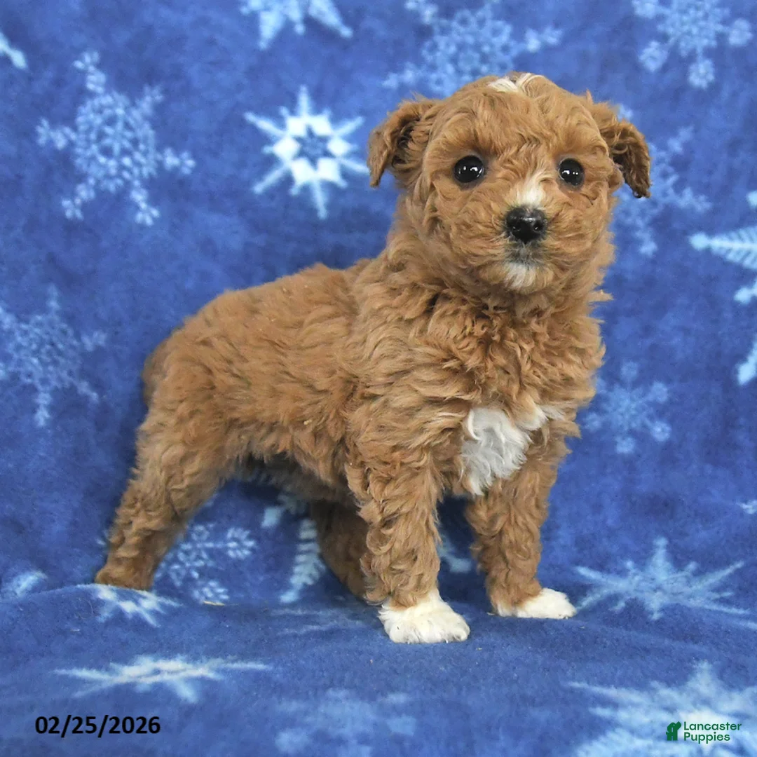 Miniature Poodle dogs for sale: Emma - Ad 4