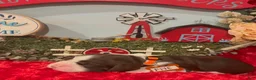 English Springer Spaniel dogs for sale: Orange collar - Ad 5