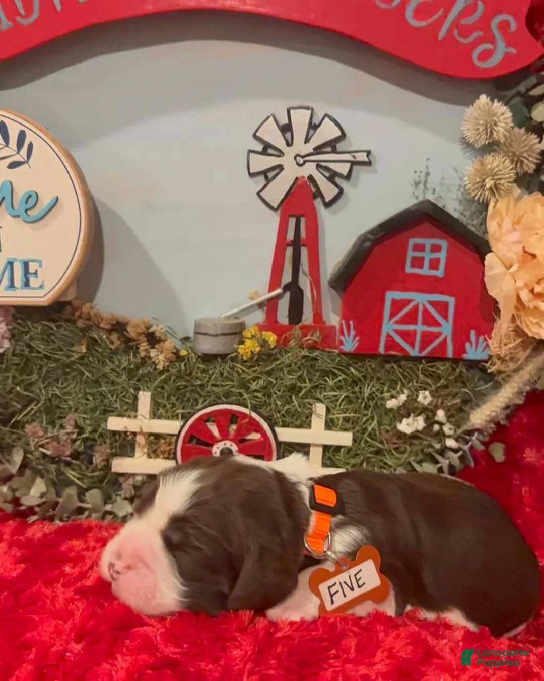 English Springer Spaniel dogs for sale: Orange collar - Ad 5