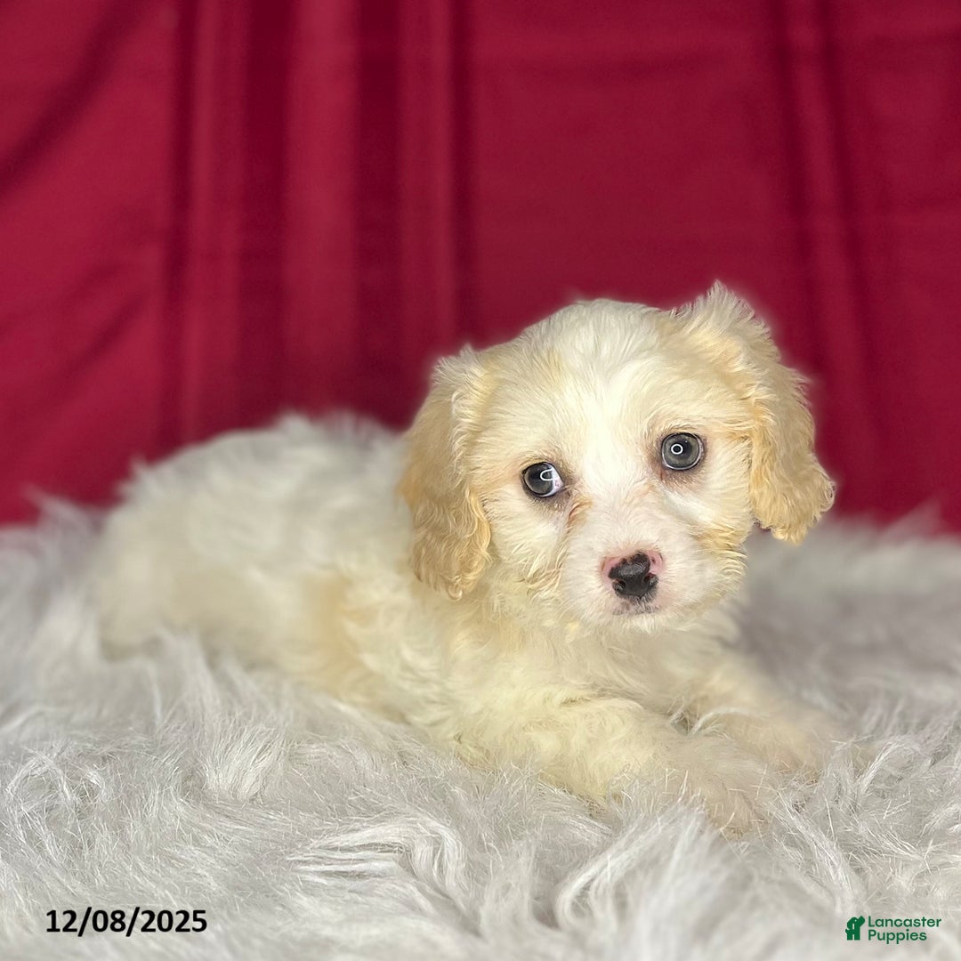 Cavachon dogs for sale: Oakley - Ad 3