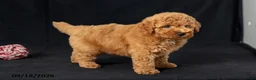 Mini Goldendoodle dogs for sale: Donna - Ad 2