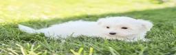 Maltese dogs for sale: Butch - Ad 5