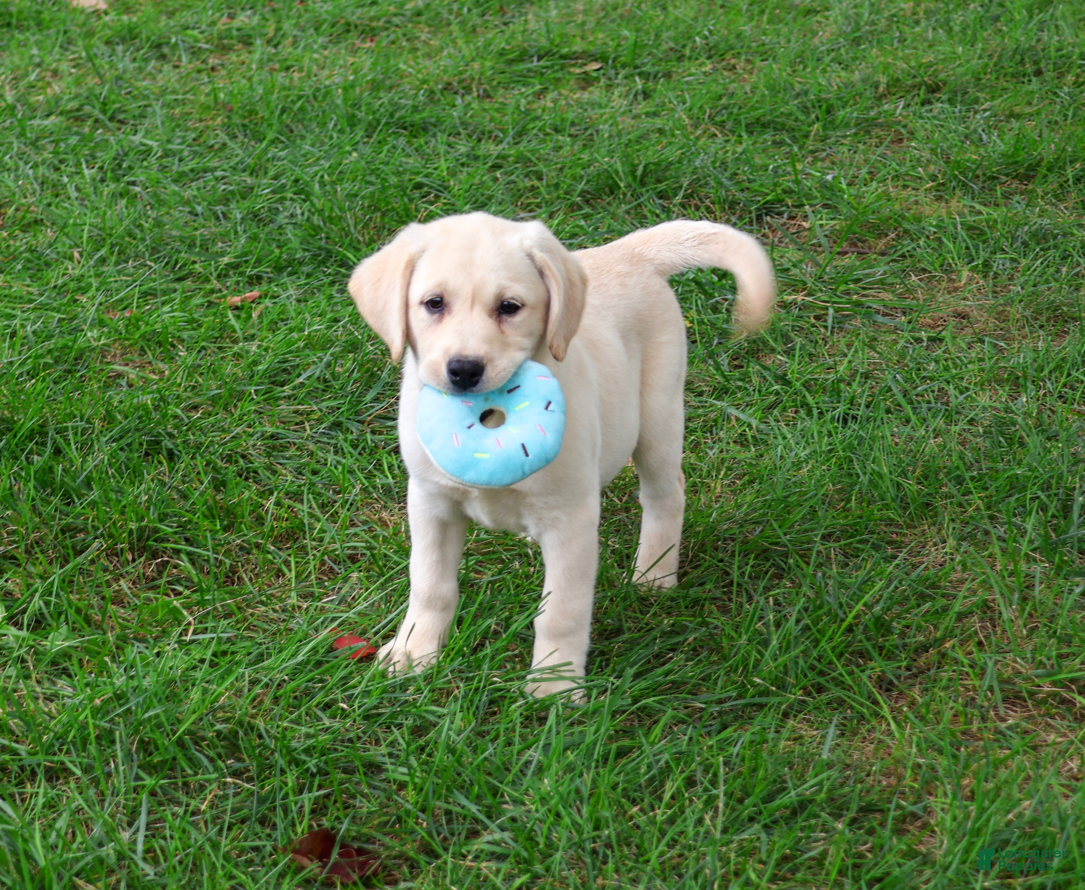 Labrador Retriever dogs Ranger - Ad 41