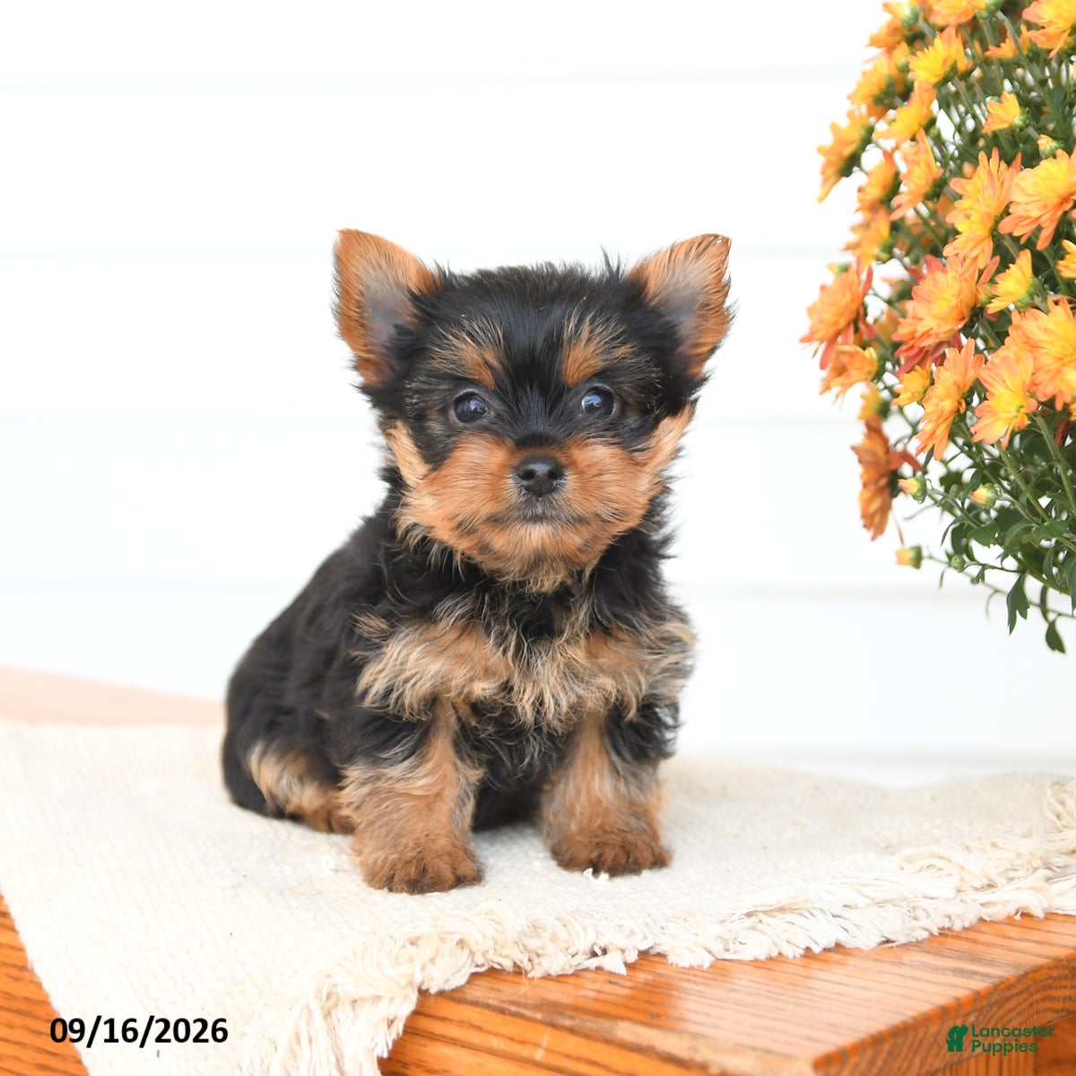 Yorkshire Terrier dogs Angel - Ad 1