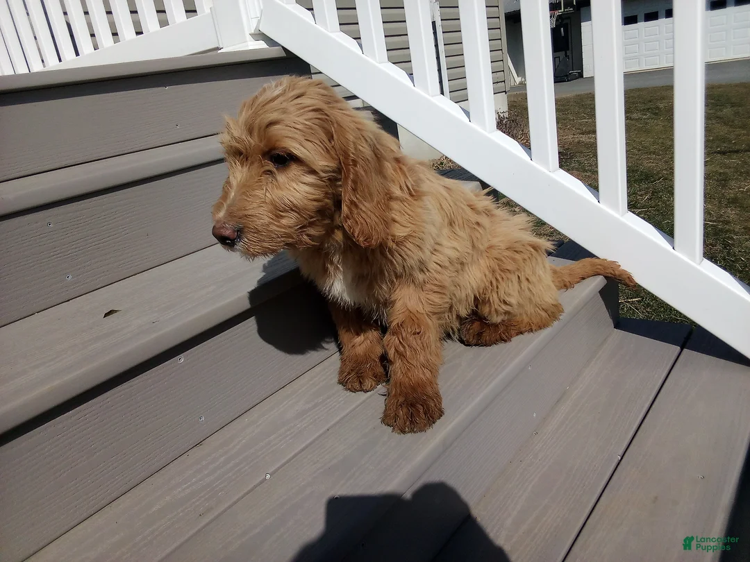 Mixed Breed dogs for sale: Lacee - Ad 2