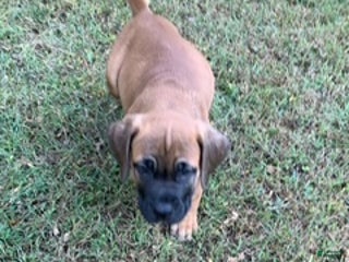 South African Boerboels dogs - Ad 8