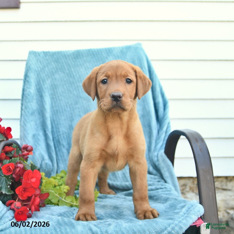 Labrador Retriever dogs for sale: Meadow  - Ad 4