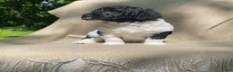 Mixed Breed dogs for sale: Scone - Ad 8