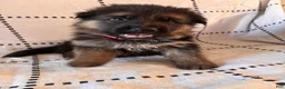 German Shepherd dogs for sale: Liv (Pink Collar) - Ad 1