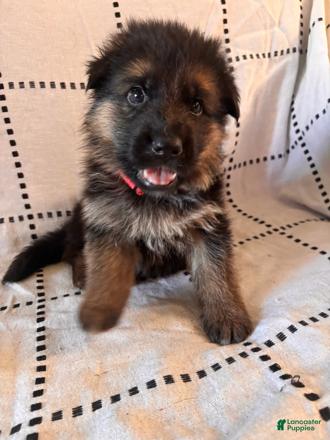 German Shepherd dogs for sale: Liv (Pink Collar) - Ad 1