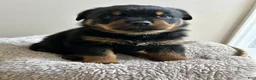 Rottweiler dogs for sale: Oreo - Ad 3