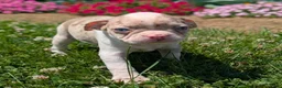 Boston Terrier dogs for sale: Smore - Ad 9