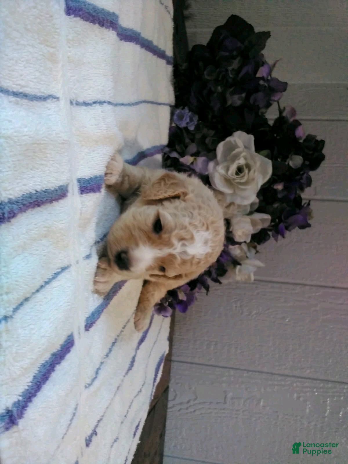 Mini Goldendoodle dogs for sale: Bingo - Ad 1