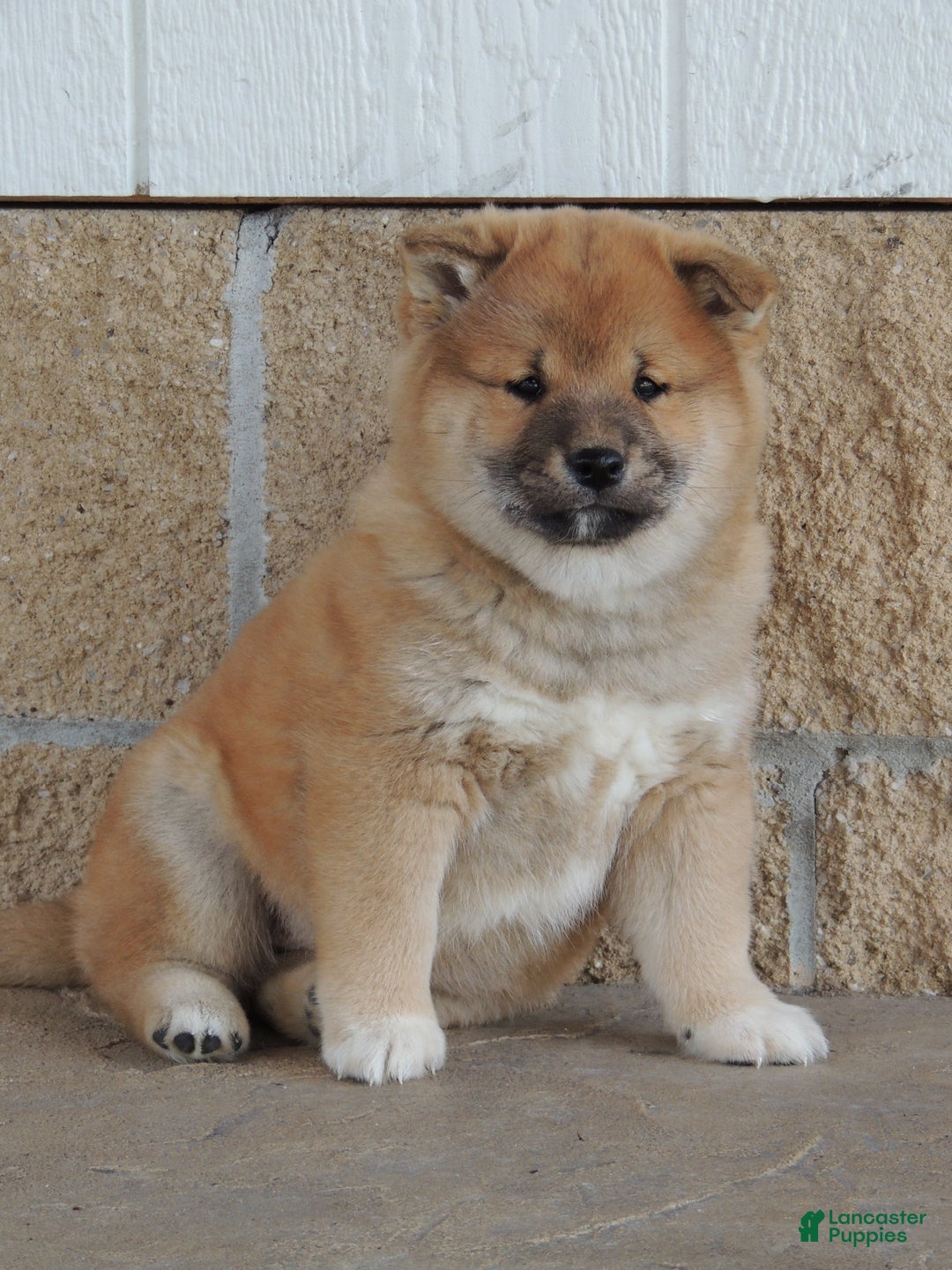 Shiba Inu dogs for sale: DAKOTA - Ad 2