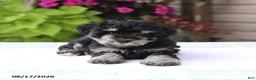 Miniature Schnauzer dogs for sale: Patrick - Ad 3