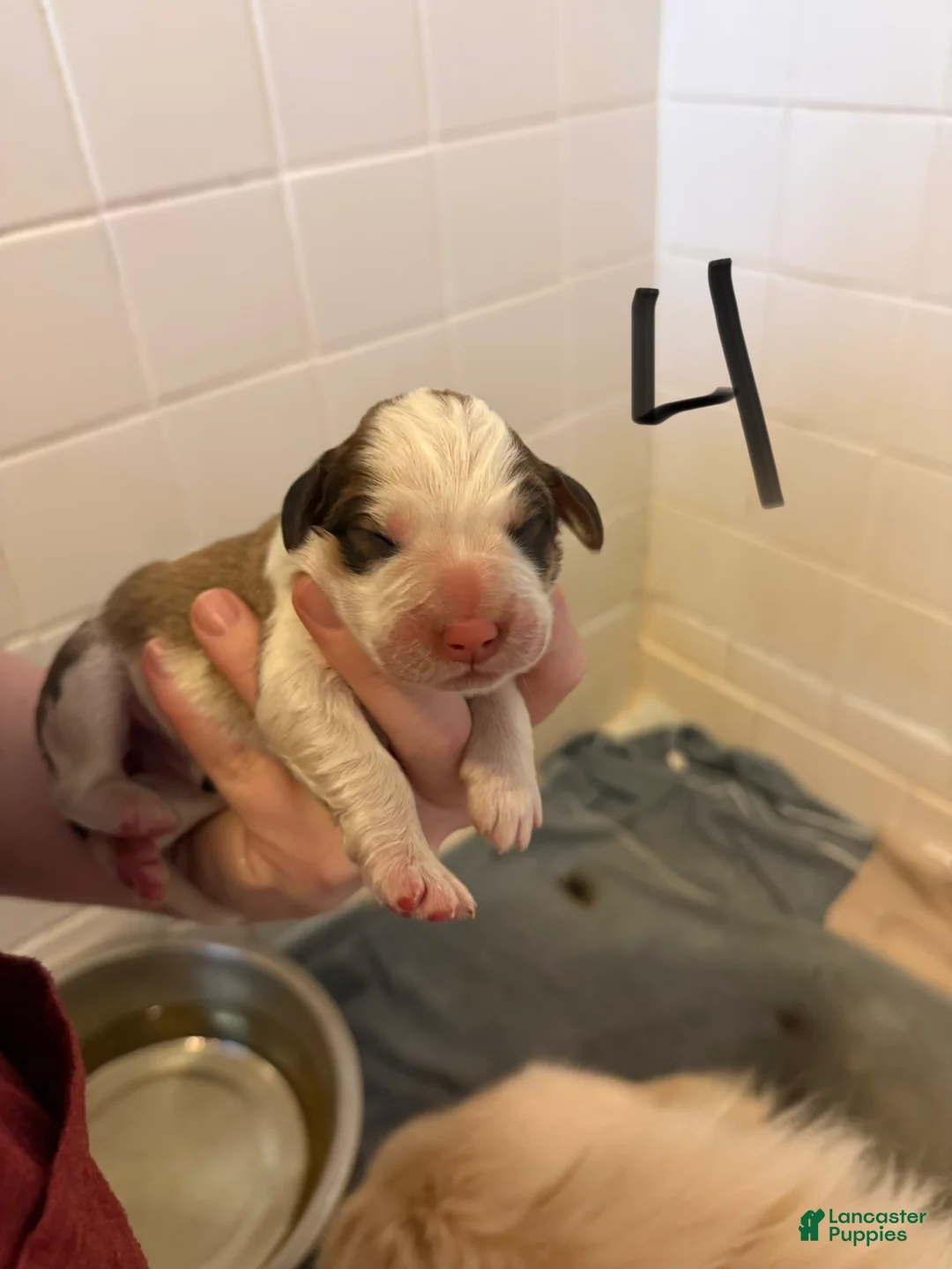 Mixed Breed dogs for sale: Great Bernese Female 4 - Ad 1