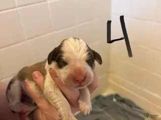 Mixed Breed dogs Great Bernese Female 4 - Ad 11