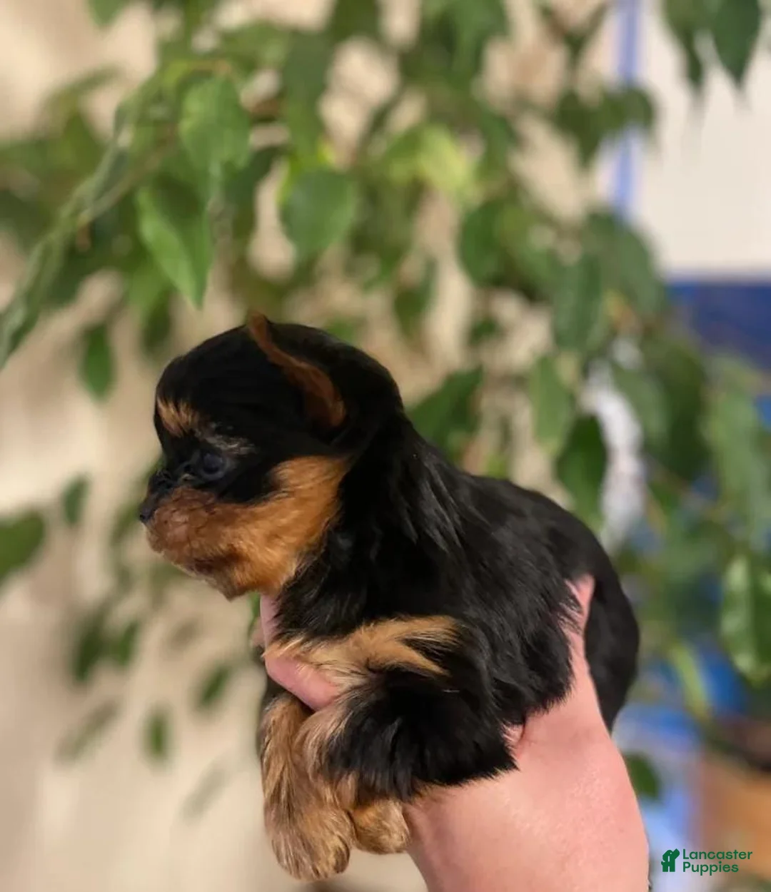 Yorkshire Terrier dogs for sale: Kevin - Ad 7
