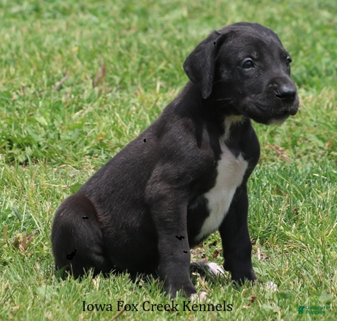 Great Dane dogs for sale: Maya - Ad 2